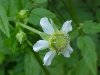 White Avens (Gillenia canadense)