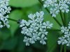 Wild Angelica (Angelica triquinata) - described as closely resembling the very poisoness Water Hemlock (Cicuta maculata)