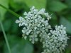 Wild Angelica (Angelica triquinata) - described as closely resembling the very poisoness Water Hemlock (Cicuta maculata)