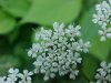 Wild Angelica (Angelica triquinata) - described as closely resembling the very poisoness Water Hemlock (Cicuta maculata)