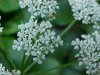 Wild Angelica (Angelica triquinata) - described as closely resembling the very poisoness Water Hemlock (Cicuta maculata)