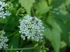 Wild Angelica (Angelica triquinata) - described as closely resembling the very poisoness Water Hemlock (Cicuta maculata)