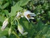 Horse Nettle (Solanum carolinense)