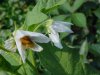 Horse Nettle (Solanum carolinense)