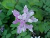 Crown Vetch (Coronilla varia)