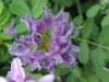 Crown Vetch (Coronilla varia)