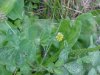 Black Medick (Medicago lupulina)