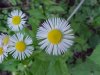 Daisy Fleabane (Erigeron annus)