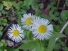 Daisy Fleabane (Erigeron annus)