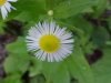 Daisy Fleabane (Erigeron annus)