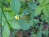 Black Medick (Medicago lupulina)