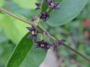Black swallow-wort (Cynanchum nigrum; Cynanchum rossicum)