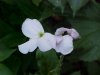Dame's Rocket; Dame's Violet; Mother-of-the-Evening (Hesperis matronalis)