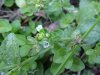 Thyme-leaved Speedwell (Veronica  serpyllifolia)