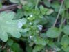 Thyme-leaved Speedwell (Veronica serpyllifolia)
