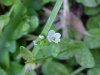 Thyme-leaved Speedwell (Veronica  serpyllifolia)