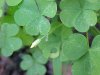 Yellow Wood Sorrel; Sour Grass (Oxalis stricta)