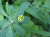 Black Medick (Medicago  lupulina)