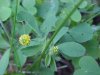 Black Medick (Medicago  lupulina)