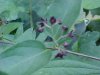 Black swallow-wort (Cynanchum nigrum; Cynanchum rossicum)