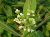 Indian Hemp (Apocynum cannabinum) (A Dogbane - True Hemp is Cannabis; another family)