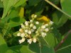 Indian Hemp (Apocynum cannabinum) (A Dogbane - True Hemp is Cannabis; another family)