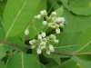 Indian Hemp (Apocynum cannabinum) (A Dogbane - True Hemp is Cannabis; another family)