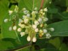 Indian Hemp (Apocynum cannabinum) (A Dogbane - True Hemp is Cannabis; another family)