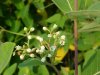 Indian Hemp (Apocynum cannabinum) (A Dogbane - True Hemp is Cannabis; another family)