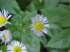 Daisy Fleabane (Erigeron annus)