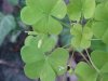 Yellow Wood Sorrel; Sour Grass (Oxalis stricta)