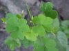 Yellow Wood Sorrel; Sour Grass (Oxalis stricta)