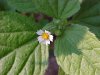 Galinsoga; Quickweed (Galinsoga ciliata)