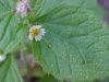 Galinsoga; Quickweed (Galinsoga ciliata)