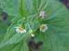 Galinsoga; Quickweed (Galinsoga ciliata)