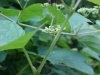 Vertical takeoff Bee and Wildflowers of LDEO, Columbia Univ., Palisades, N.Y., USA