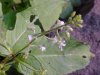 Enchanter's Nightshade (Circaea lutetiana)