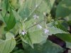 Enchanter's Nightshade (Circaea lutetiana)