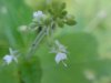 Enchanter's Nightshade (Circaea lutetiana)
