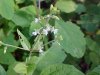 Enchanter's Nightshade (Circaea lutetiana)