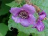 Purple-flowering Raspberry (Rubus odoratus)