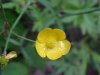 Common Buttercup (Ranunculus acris)