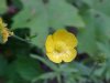 Common Buttercup (Ranunculus acris)