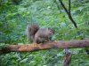Squirrel of LDEO, Columbia Univ., Palisades, N.Y., USA