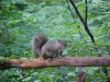 Squirrel of LDEO, Columbia Univ., Palisades, N.Y., USA