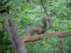 Squirrel of LDEO, Columbia Univ., Palisades, N.Y., USA