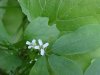Garlic Mustard (Alliaria petiolata)