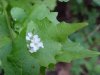 Garlic Mustard (Alliaria petiolata)