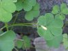 Yellow Wood Sorrel; Sour Grass (Oxalis stricta)