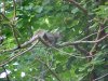Squirrel of LDEO, Columbia Univ., Palisades, N.Y., USA
